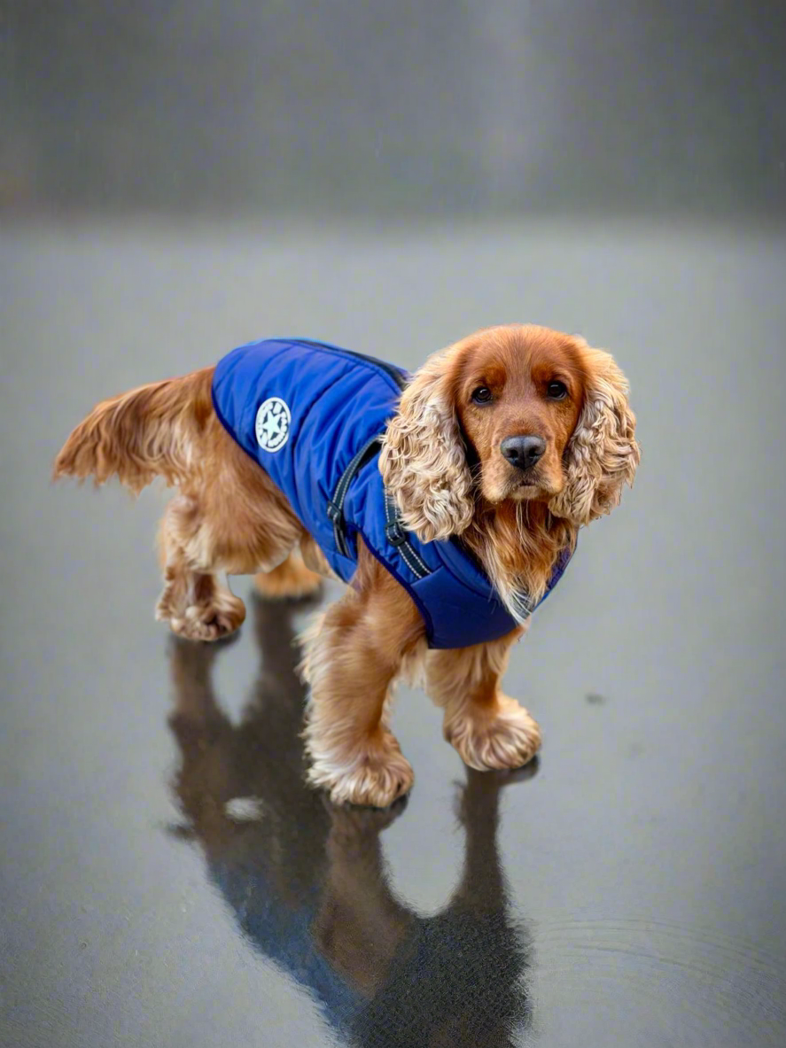 Dog wearing a blue jacket with integrated harness on a rainy surface