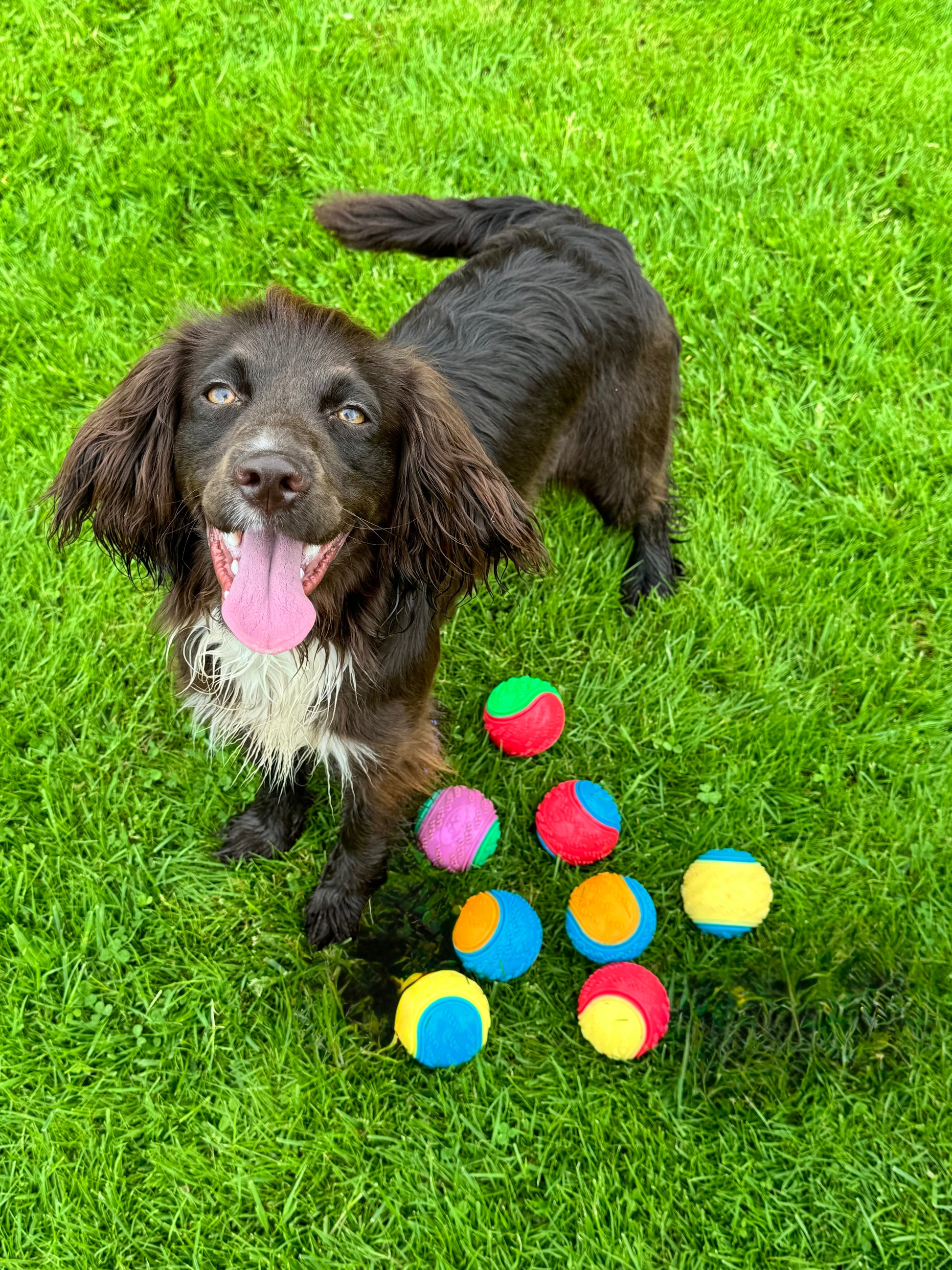 Dog with colorful balls on a grassy field