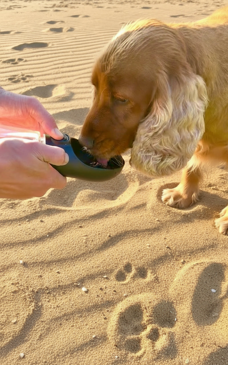dog drinking from a portable dog water bottle at the beach
