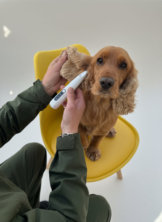Person holding a dog hair trimmer 