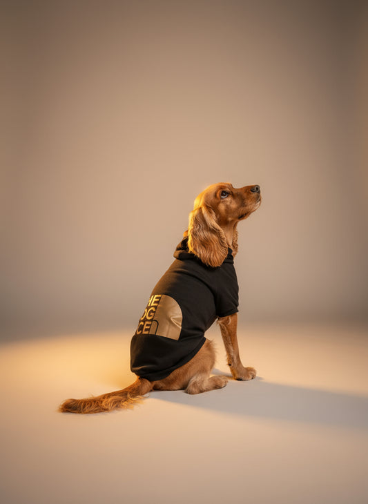 Dog wearing a black and gold hoodie with The Dog Face brand logo 