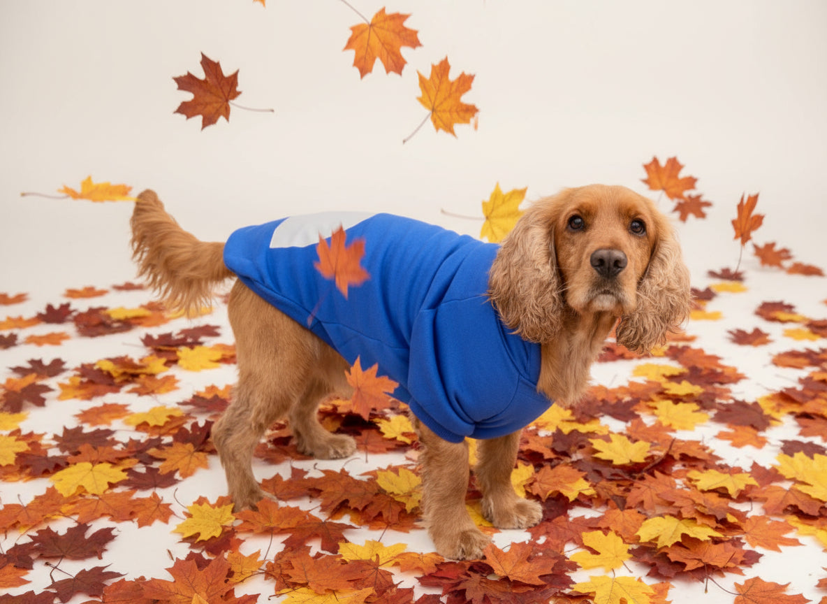 dog wearing blue hoodie surrounded by autumn leaves