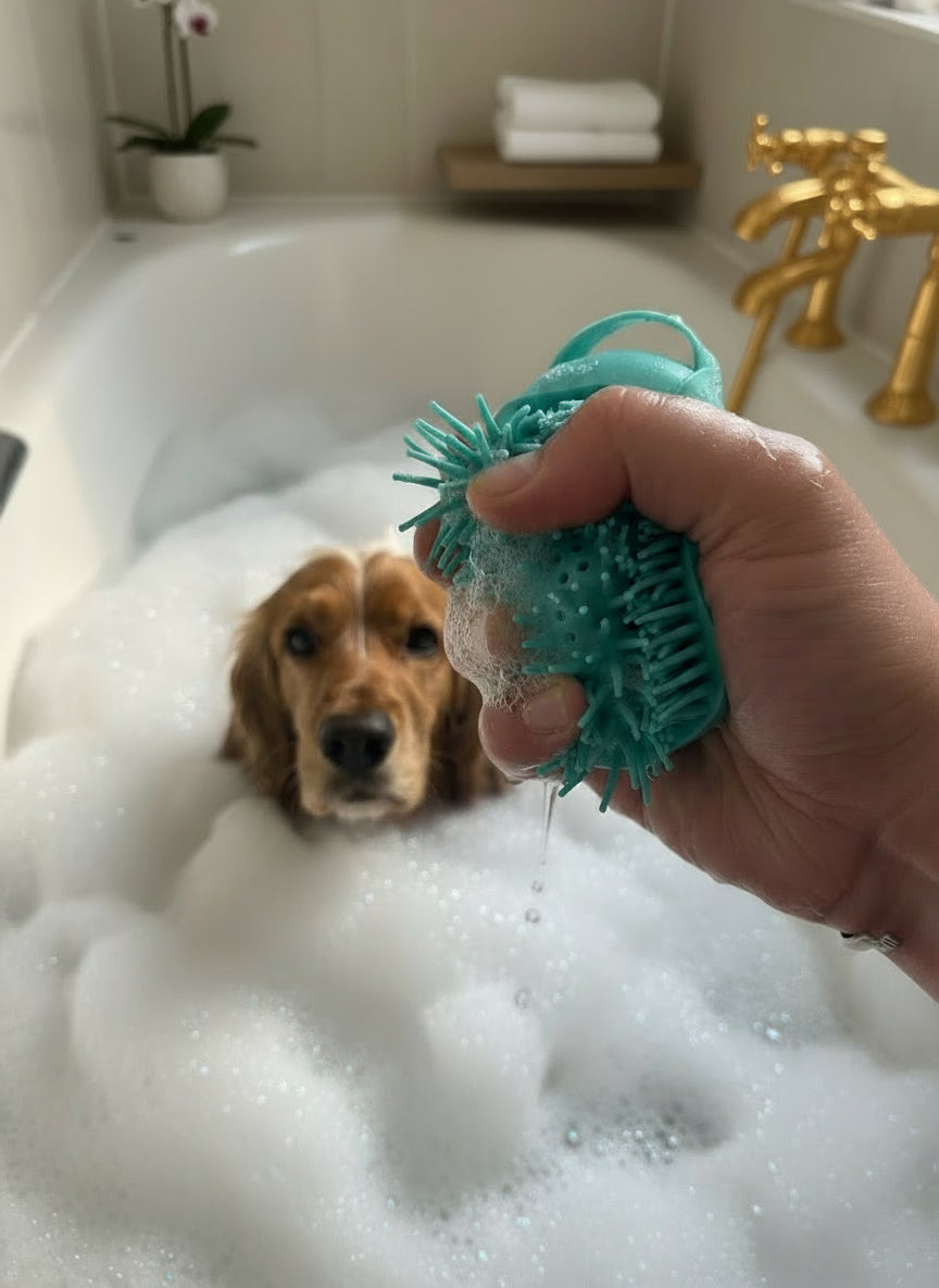 male hand holding dog massage brush over a bath filled with bubbles and an orange english cocker spaniel in the background with black nose