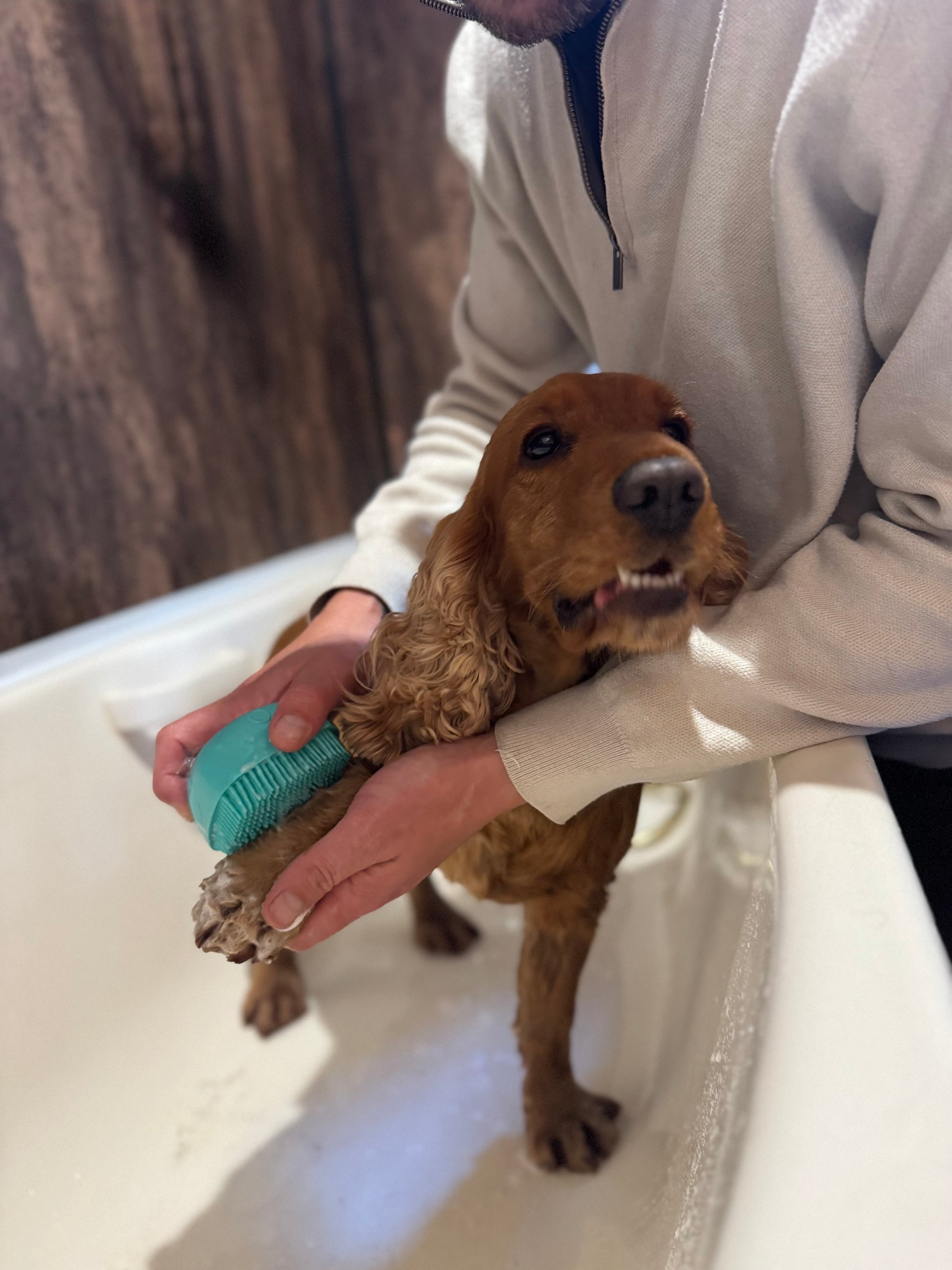Person giving a dog a bath with a green scrubber in a bathtub.