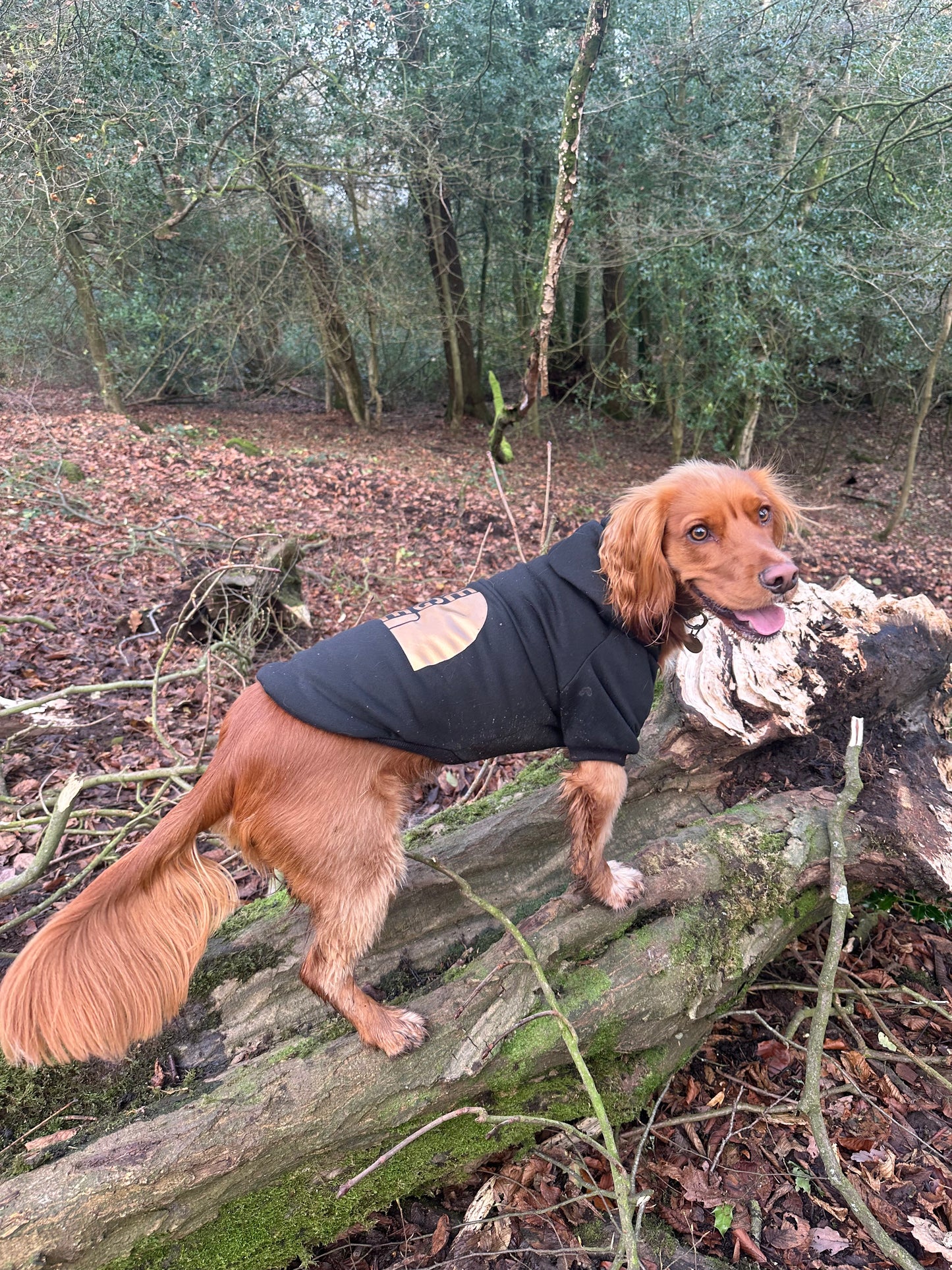 The Dog Face Premium Windproof Hoodie – Warm, Stylish Hoodie for Dogs