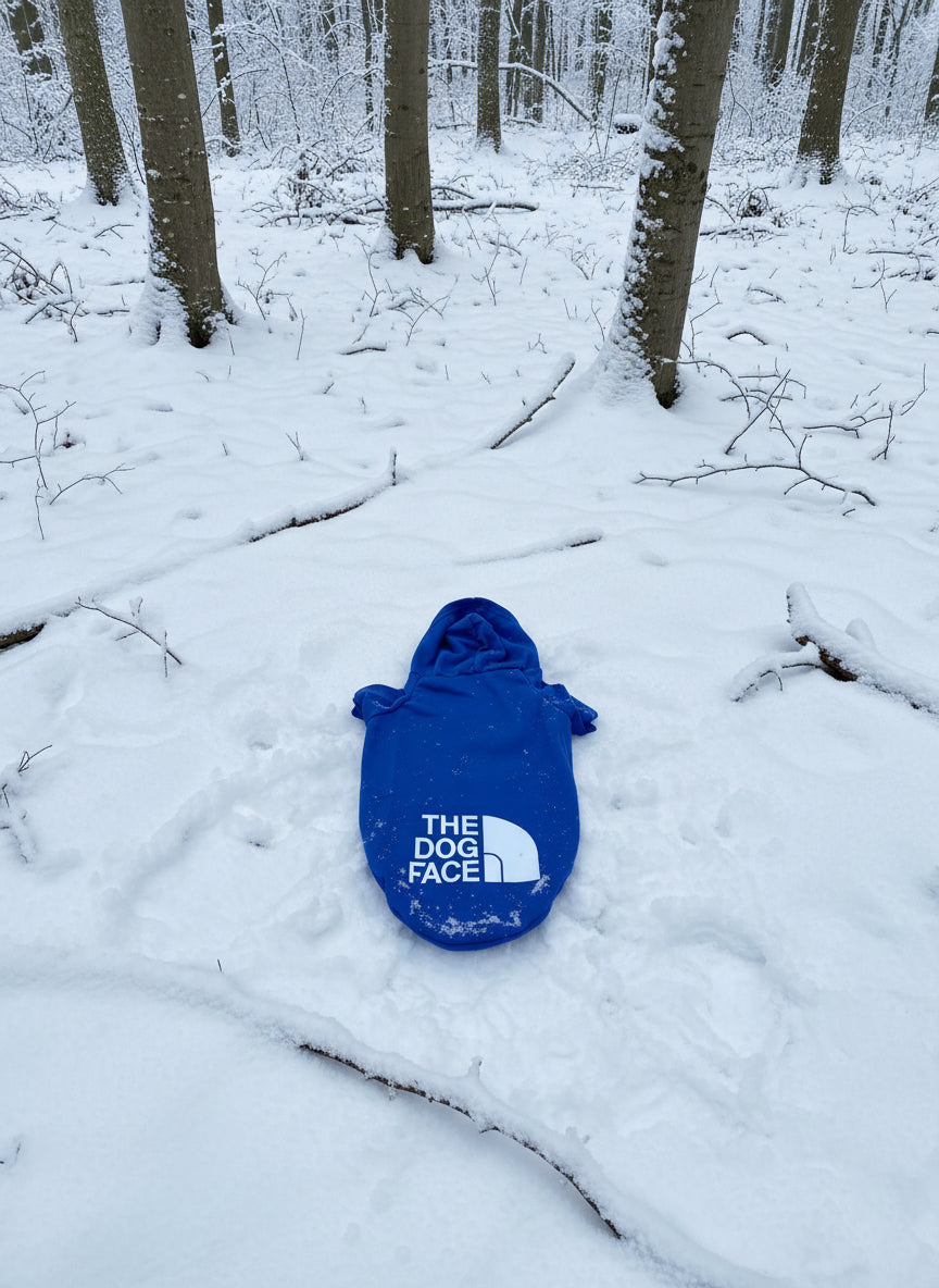 blue dog hoodie, dog clothes, lying in a snow covered forest