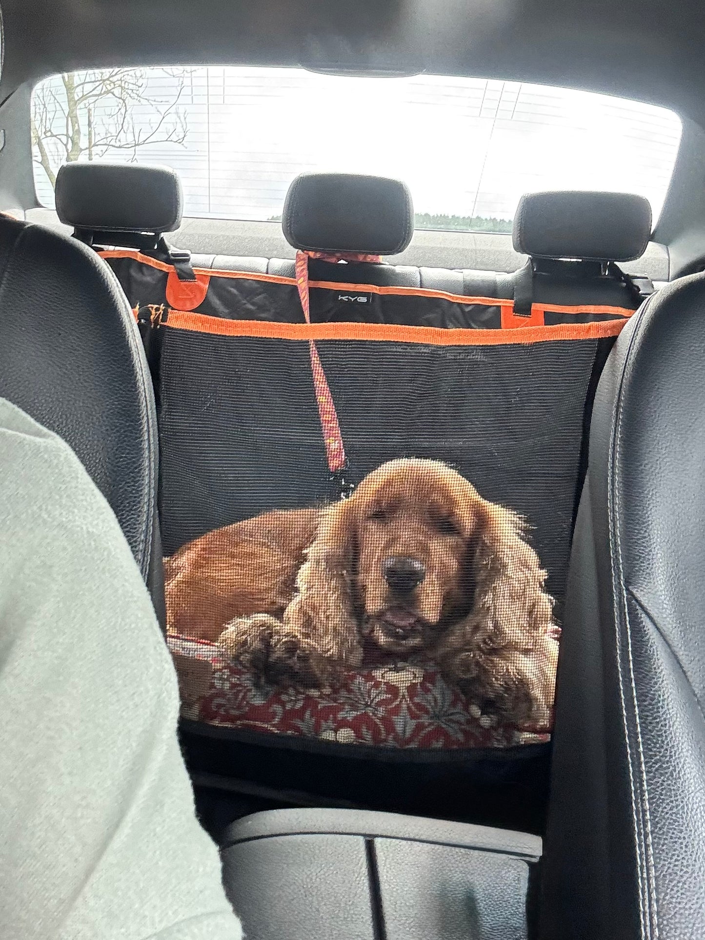 Dog lying on a car seat cover with a mesh section in a vehicle