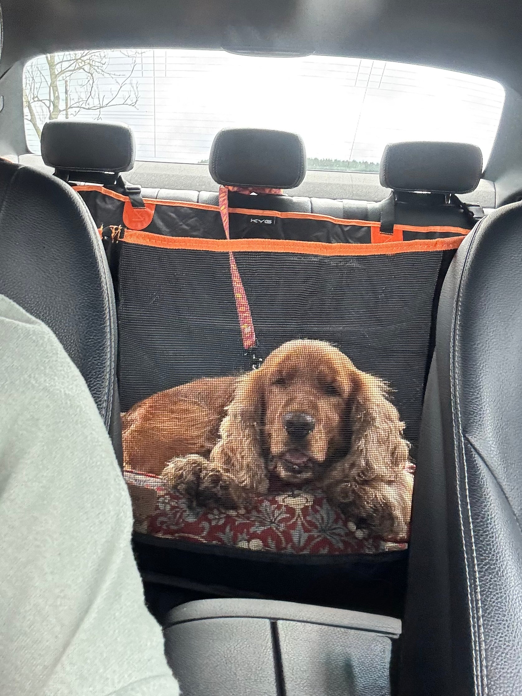 Dog lying on a car seat cover with a mesh section in a vehicle