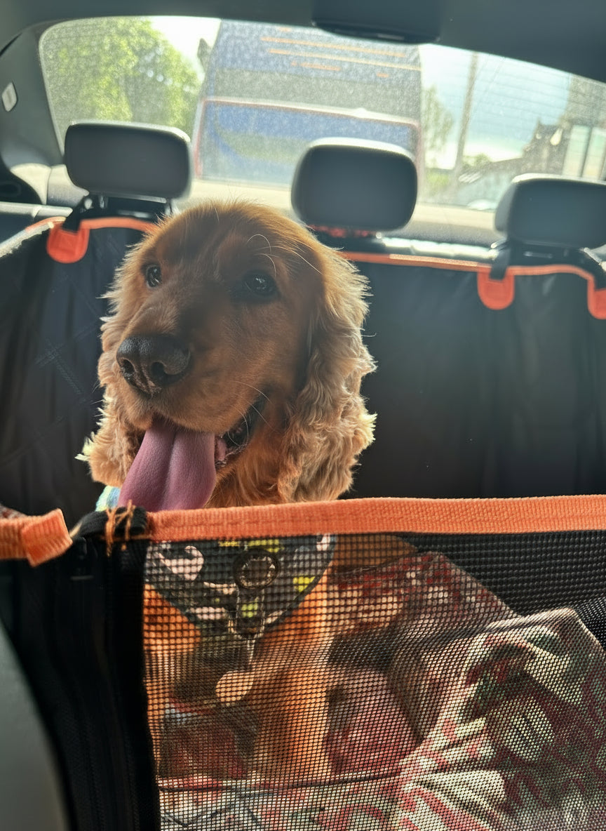 Small dog in a car seat cover with a colorful pattern