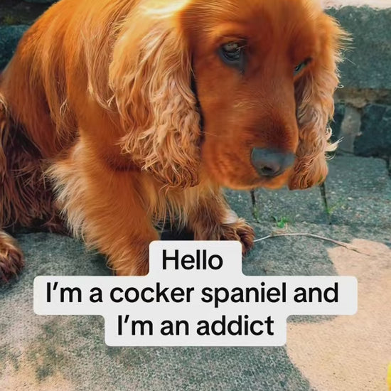 video of dog playing with balls