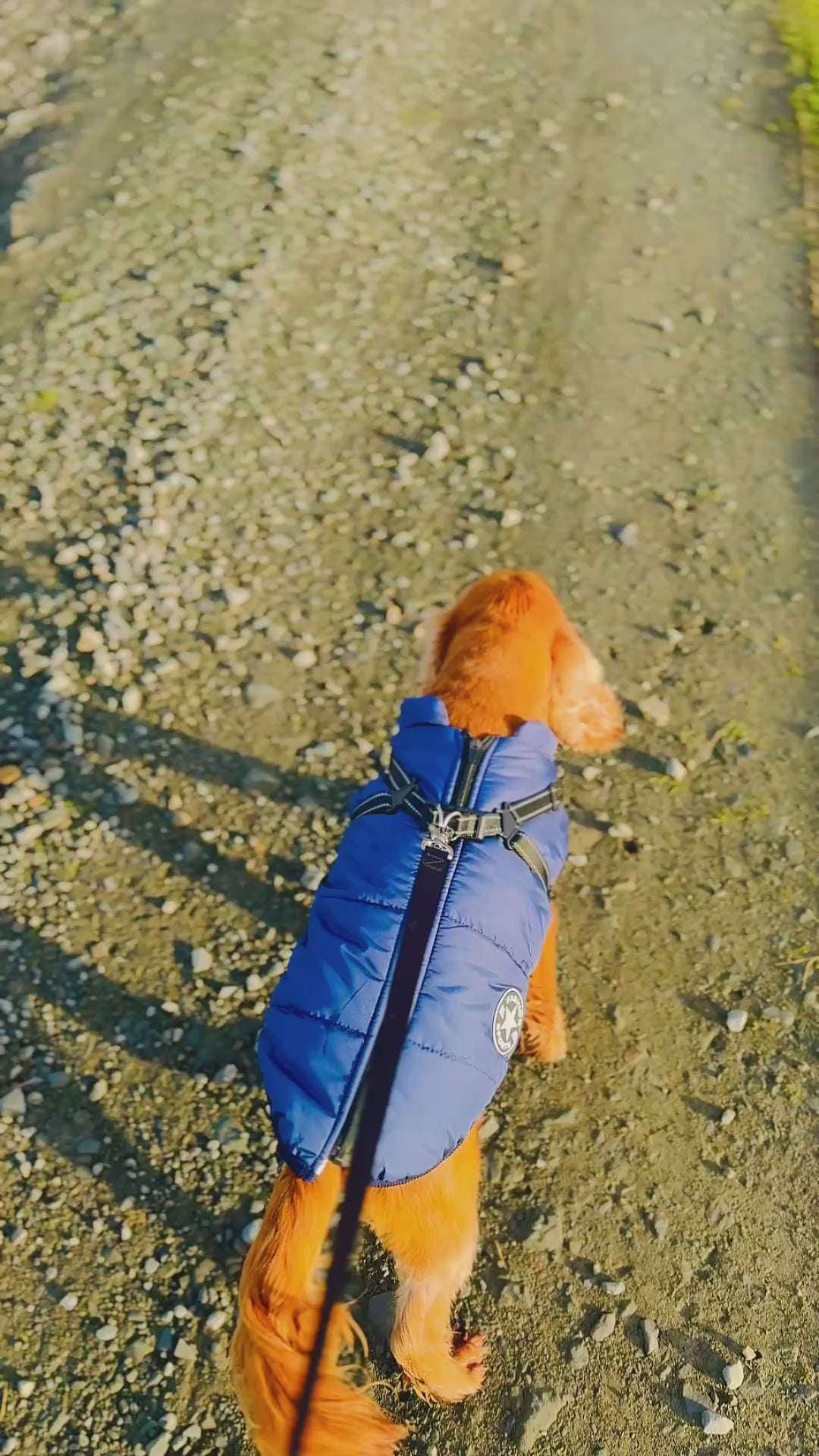 dog walking in the countryside wearing a winter jacket with integrated harness