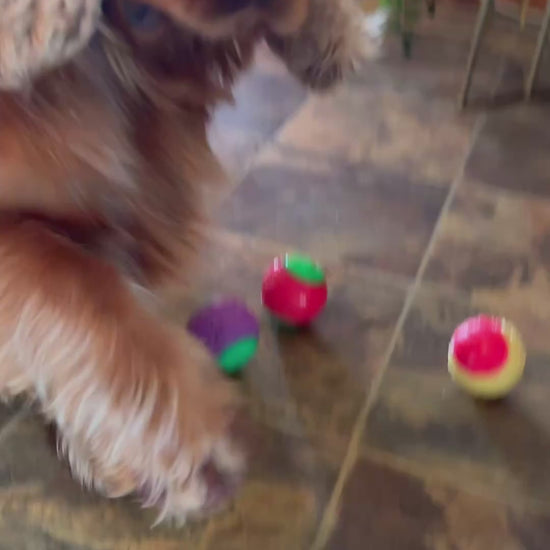 video of dog playing with bouncing balls and a tiled floor