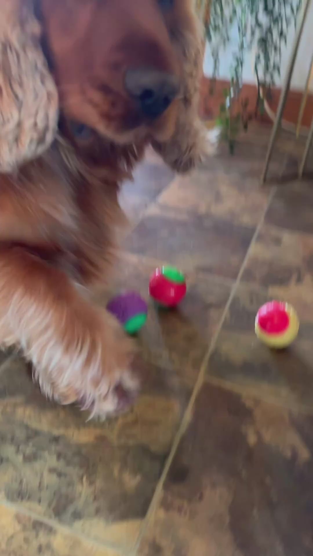 video of dog playing with bouncing balls and a tiled floor