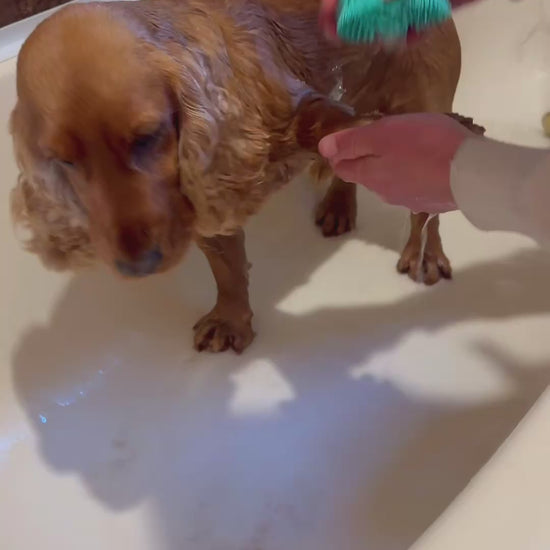 dog having a bath and being cleaned by a green massage brush with bubbles