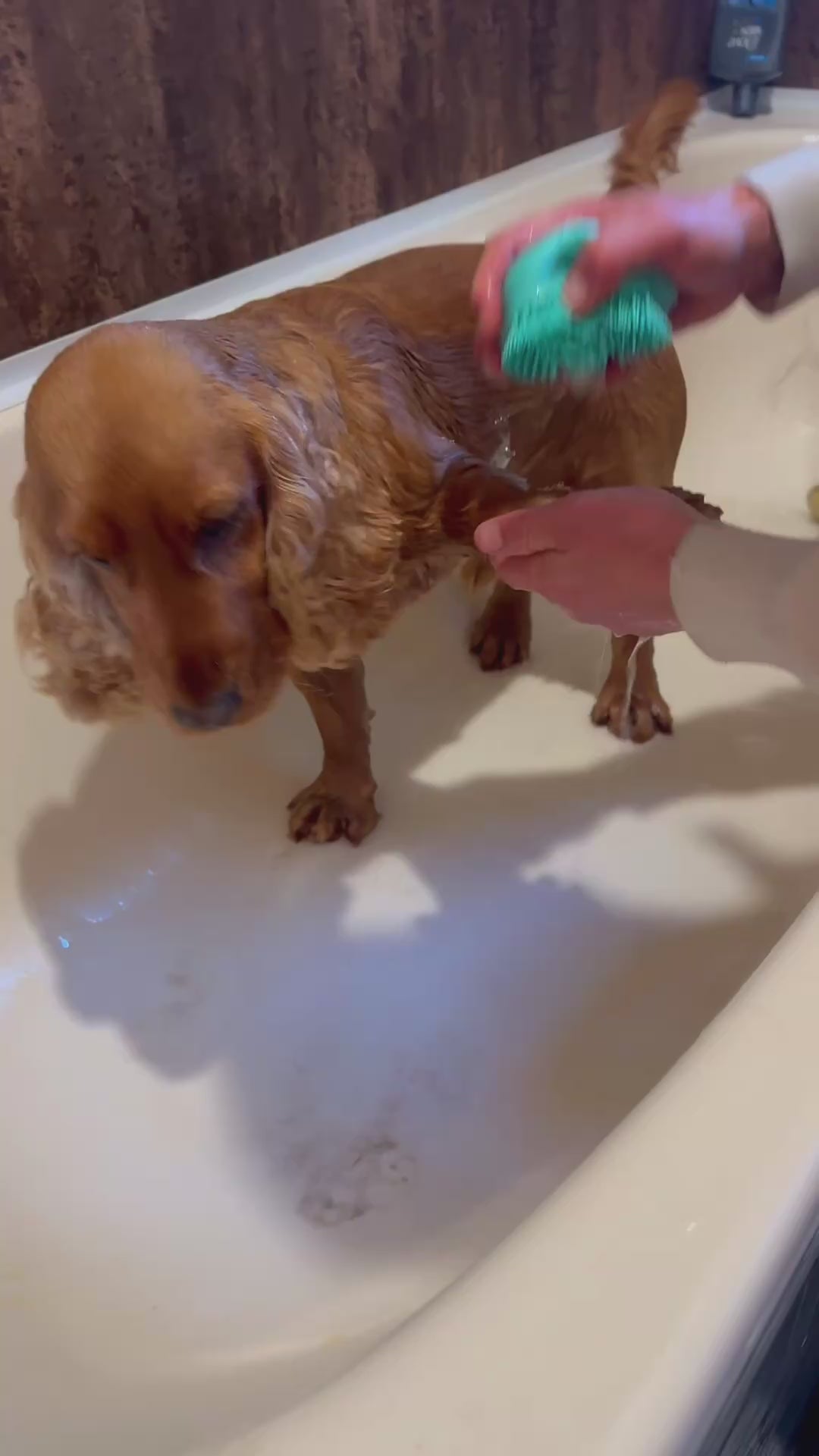 dog having a bath and being cleaned by a green massage brush with bubbles
