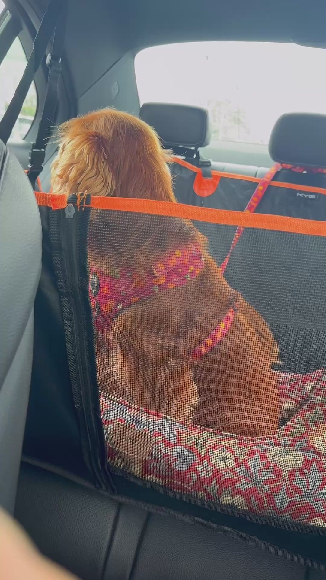video of a dog in a car seat cover in a moving car