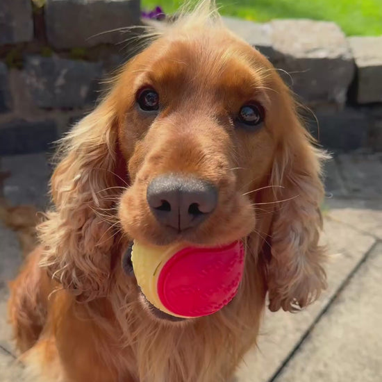 dog with red and yellow ball in mouth